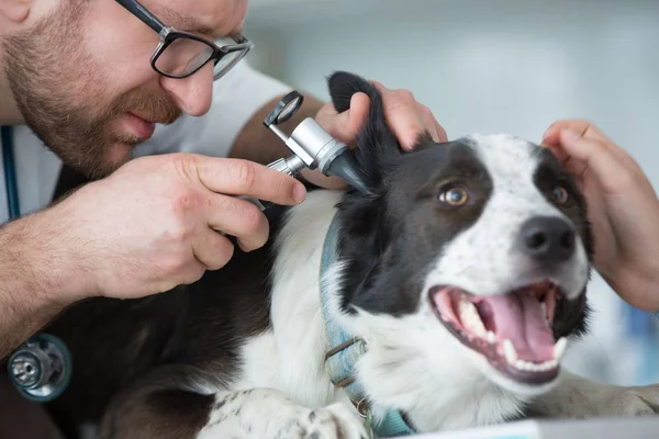 Doctor Controleren Van Het Oor Van Hond Tekenen Van Infectie — Stockfoto