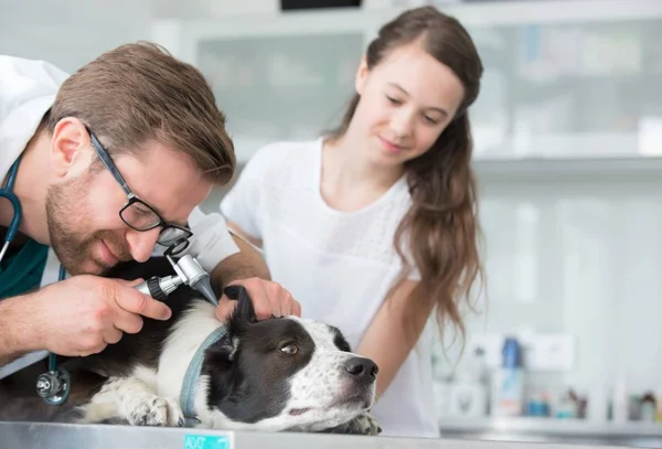 Girl looking at veterinary doctor examining dog's ear through ot — ストック写真