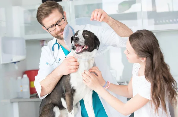 診療所で犬にコーンカラーを保持している獣医と女の子 — ストック写真