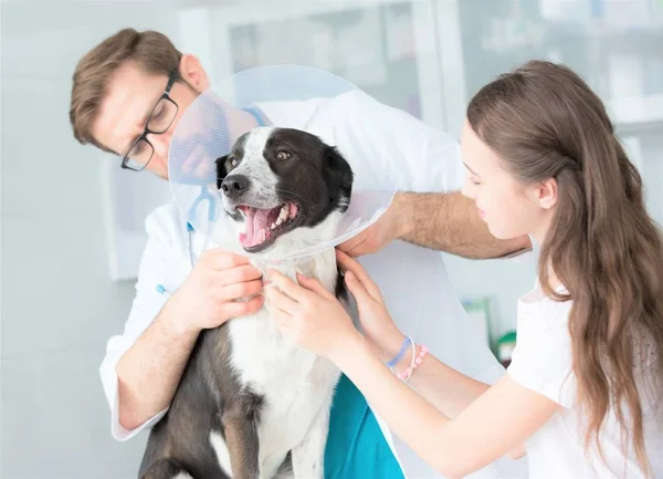 Veterinaire arts en meisje houden Cone kraag op hond in kliniek — Stockfoto