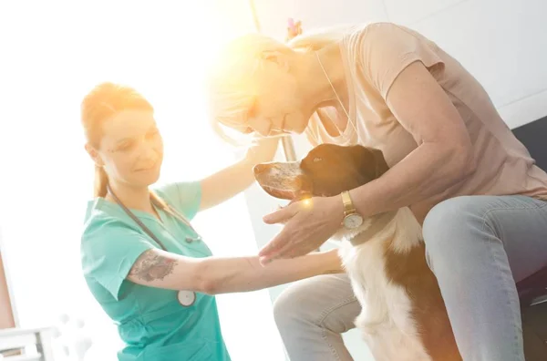 可选择的女兽医与舒适的主人一起在诊所检查英国猎狗 — 图库照片