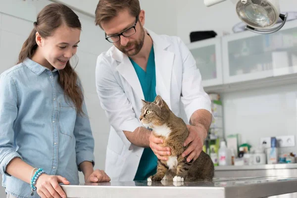 Врач и девушка смотрят на кота на столе в ветеринарной клинике — стоковое фото
