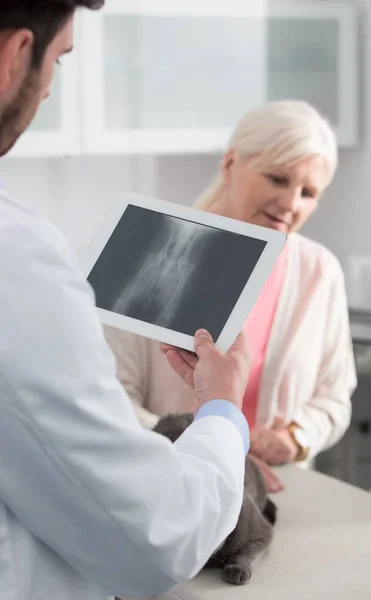 Médico confiante explicando o resultado de raio-x do gato azul russo para — Fotografia de Stock