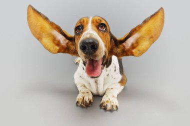 Basset av köpeği kulaklarını uzatmış yatıyor.