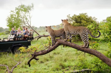 Ağaçta iki leopar cipin arkasında turistleri izliyor.