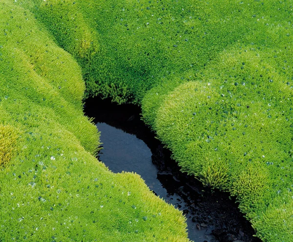 Lush Moss Still Water — Stock Photo, Image