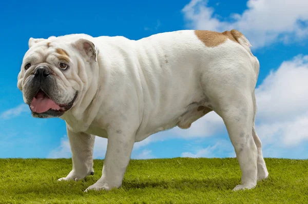 Bulldog Staande Zijaanzicht — Stockfoto