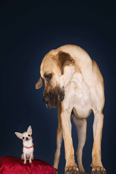 Chihuahua Zittend Rood Kussen Great Dane Staande Naast Vooraanzicht — Stockfoto