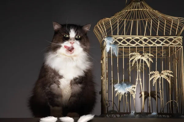 Cat Sitting Next Empty Birdcage Licking Chops — Stock Photo, Image