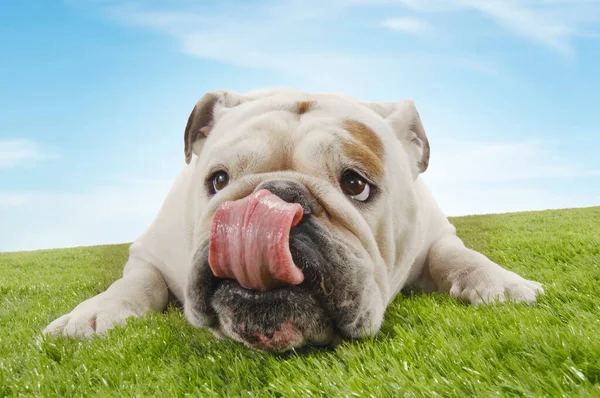 Bulldog Leżący Liżący Nos Zbliżenie — Zdjęcie stockowe