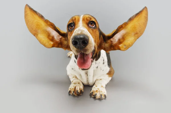 Basset Jakthund Liggande Öron Utsträckt — Stockfoto