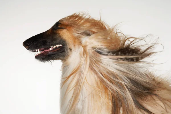 Afghan Hound Eyes Closed Windblown Fur Close Profile — Fotografia de Stock