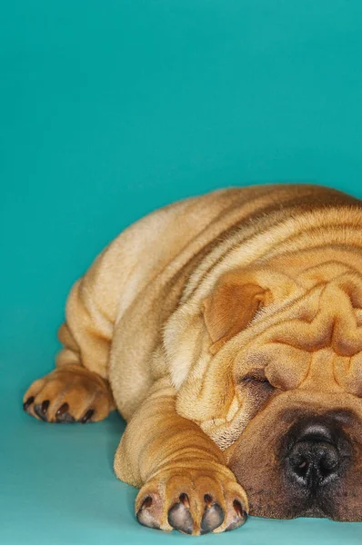 Shar Pei Lying Front View — Stock Photo, Image