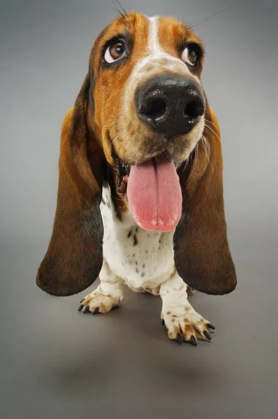 Basset猎犬喘息特写 — 图库照片