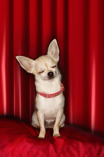 Chihuahua Gözleri Kapalı Kırmızı Yastığın Üzerinde Oturuyor — Stok fotoğraf