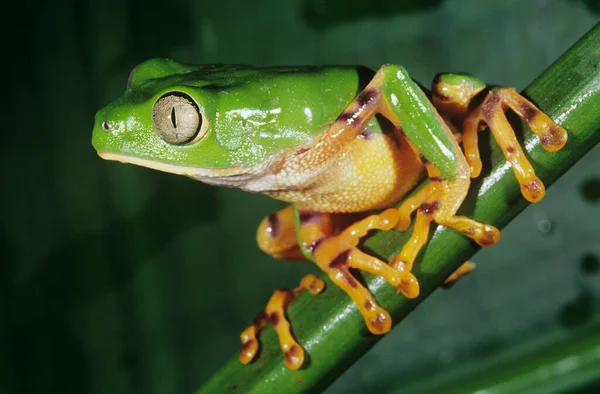 Πράσινος Βάτραχος Κοντινό Πλάνο — Φωτογραφία Αρχείου