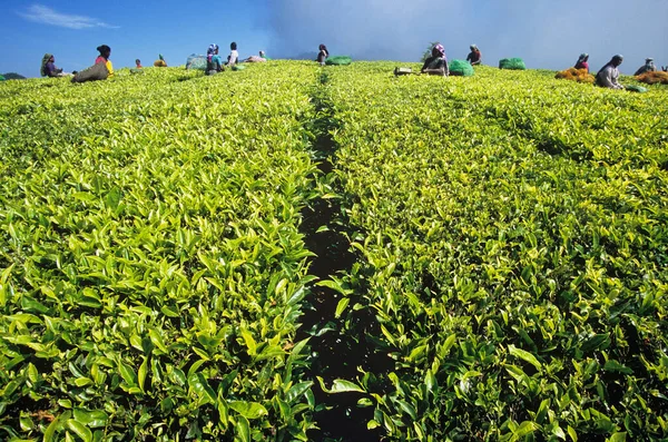 Pessoas Que Trabalham Plantação Chá — Fotografia de Stock