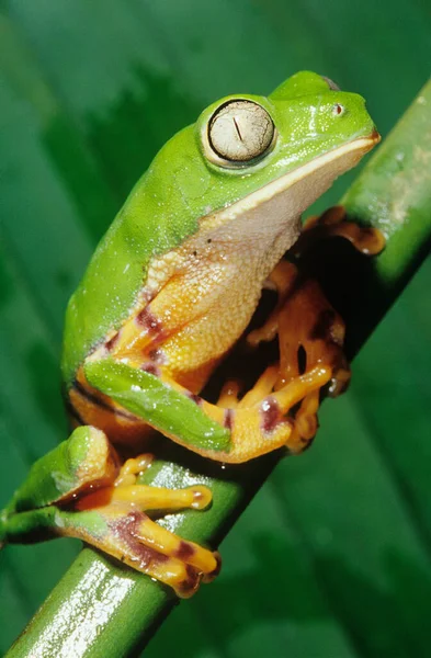 绿树蛙在茎特写上 — 图库照片