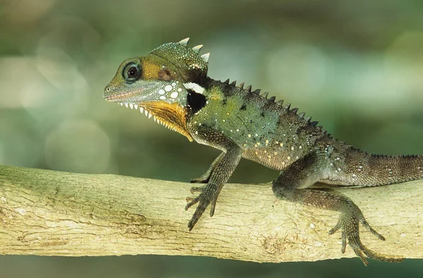 Lizard Sitting Branch — Stock Photo, Image