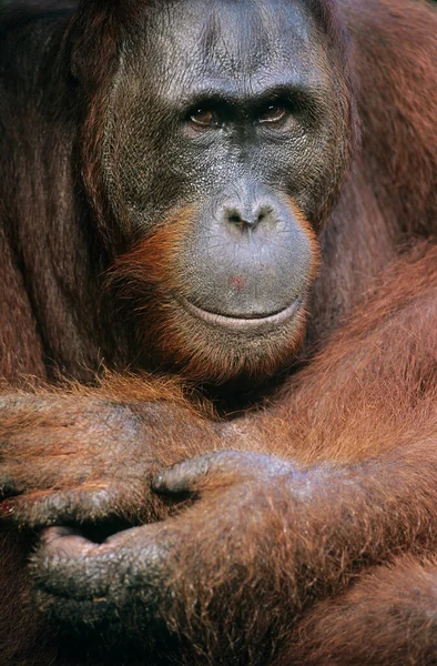 Орангутанги Обнимают Крупным Планом — стоковое фото