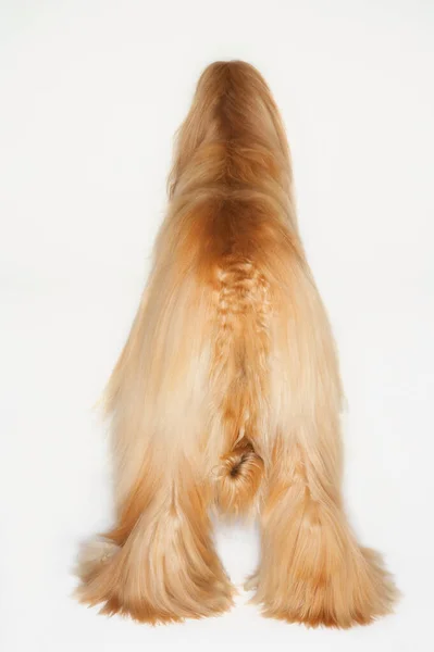 Afghan Hound Standing Back View — Stock Photo, Image