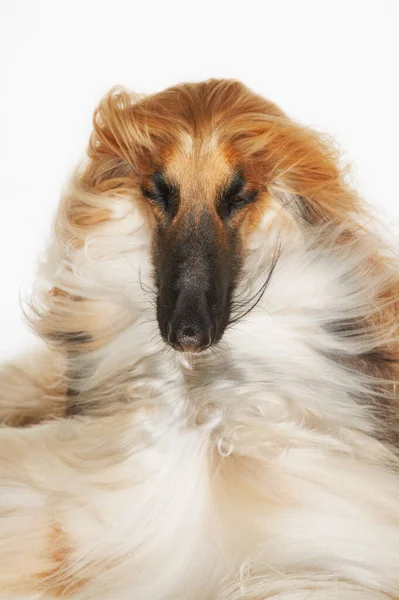 Afghan Hound Eyes Closed Windblown Fur Close — Stock Photo, Image