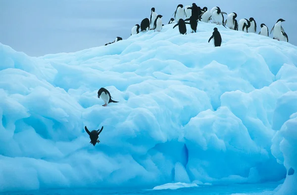 Pingüinos Sentados Iceberg — Foto de Stock