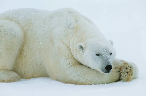Oso Polar Yaciendo Nieve Yukón — Foto de Stock