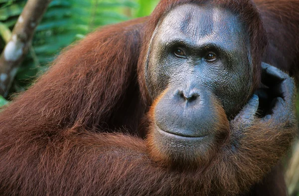 Orangutan抓脸特写 — 图库照片