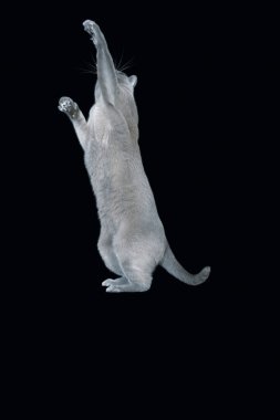 Mavi Birman kedisi arka ayakları üzerinde duruyor