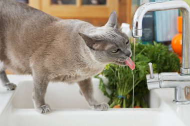 Gri kedi musluktan su içiyor