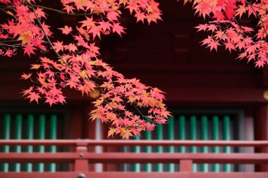 Japon Nikko Rinnoji Tapınağı Akçaağaç Sonbahar renklerinde yakın plan