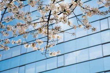 Modern Gökdelen 'den Kiraz Çiçekleri