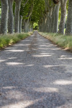 Kırsal yolda ağaçlı yol