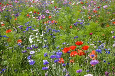 Arka planda çayır çiçekleri, kapatın.