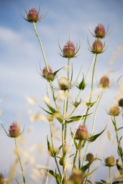 Arka plandaki bitkiler, kapatın