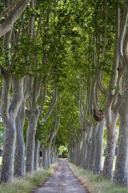 Kırsal yolda ağaçlı yol