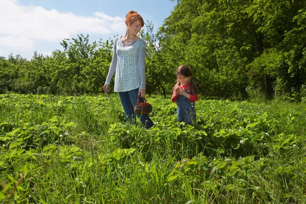 Moeder Dochter Aardbeienveld — Stockfoto