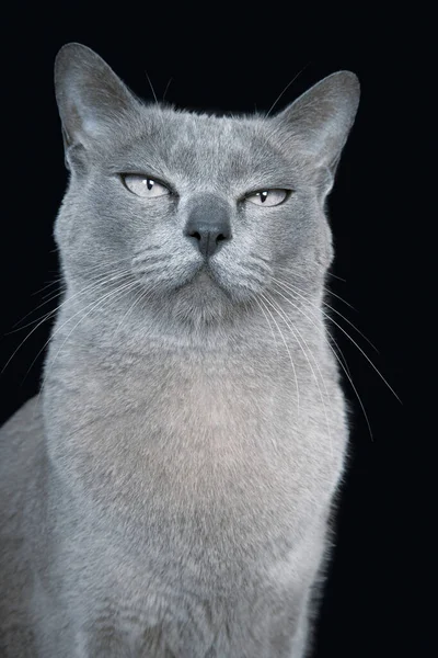 Blue Burmese Cat Close — Stock Photo, Image