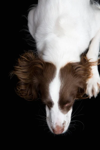 Englischer Springer Spaniel Von Oben — Stockfoto