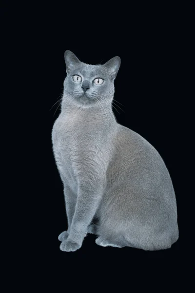 Blue Burmese Cat Sitting — Stock Photo, Image