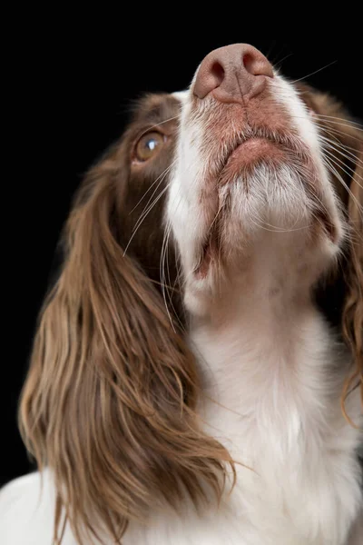 Ngiliz Springer Spaniel Yakın Çekim — Stok fotoğraf