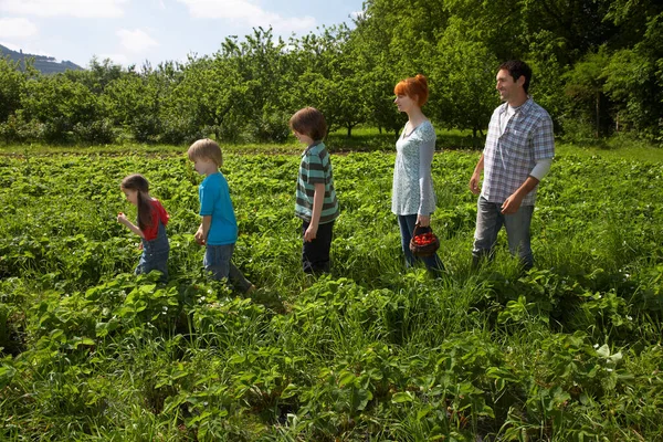 Ouders Kinderen Een Rij Aardbeienveld — Stockfoto
