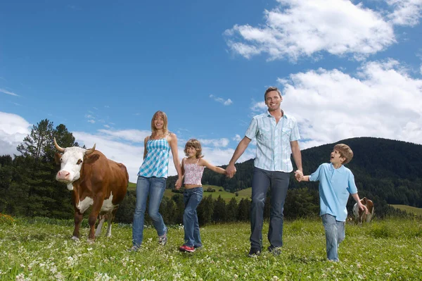 Padres Hijos Tomados Mano Caminando Campo Con Vaca —  Fotos de Stock