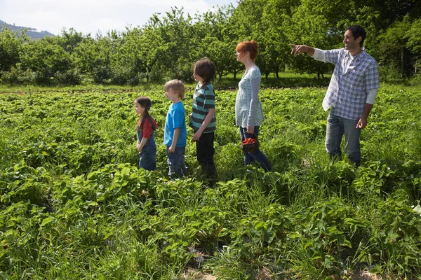 在草莓田里 父母和孩子们排成一排指指点点 — 图库照片