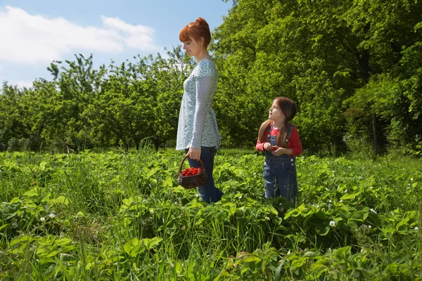 Madre Figlia Nel Campo Fragole — Foto Stock