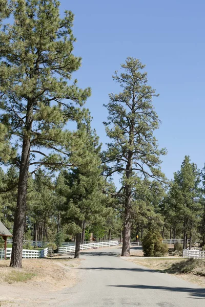 Uitzicht Landweg Bomen Tegen Een Helderblauwe Lucht — Stockfoto