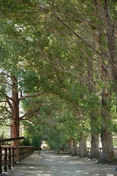 Vista Pista Estreita Bastante Meio Árvores — Fotografia de Stock