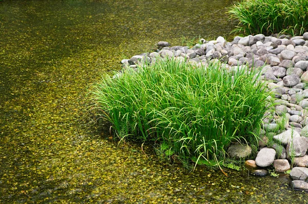 Giappone Himeji Himeji Koko Giardini Stream Primo Piano — Foto Stock