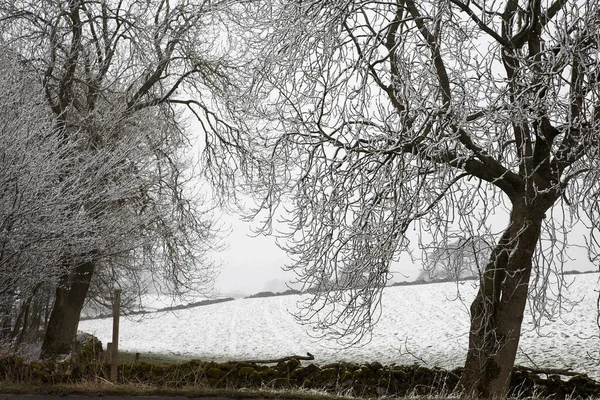 雪に覆われた木々や畑を背景に — ストック写真